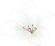 https://themendozas.rsvp/wp-content/uploads/2020/12/home_04_flower_01-1.png